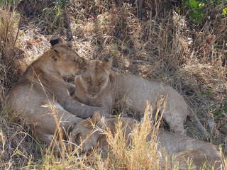 Lions resting in the plains of Masai Mara National Reserve during a wildlife safari, Kenya