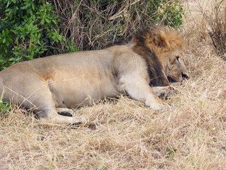 A Lion sleeping in the plains of Masai Mara National Reserve during a wildlife safari, Kenya