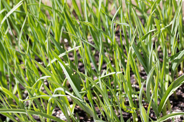 Young green garlic growing. Young garlic plants. Seedlings. Gadening.Sprouts of garlic. Organic and healthy food.
