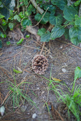 Semilla de pino seca en el piso 