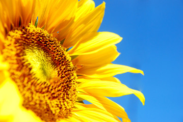 Cloe up blooming sunflower on blue sky background