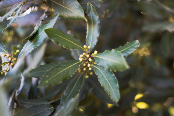 Hojas verdes con un alto detalle, en la etapa de otoño 