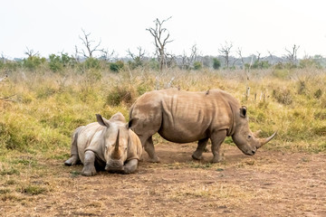 Naklejka premium White rhinoceros or square-lipped rhinoceros is the largest extant species of rhinoceros.