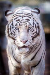 White Bengal Tiger in a close up view portrait looking into the camera