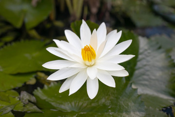 White water lily with yellow pollen on surface of the pond. Close up of beautiful lotus flower. Flower background. Spa concept.