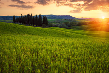Rolling fields of Tuscany at sunset - obrazy, fototapety, plakaty