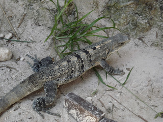 Iguana at sand