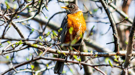 Robin on a Branch