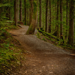 Fragment of Long Lake trail in Nanaimo, Vancouver, Canada.