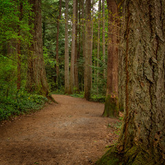 Fragment of Long Lake trail in Nanaimo, Vancouver, Canada.
