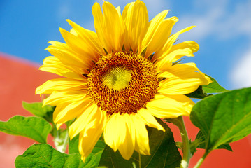 Obraz premium Blooming sunflower on blue sky background