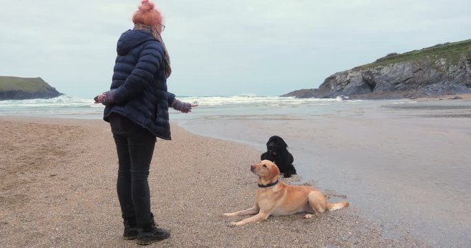 Dogs sit patiently waiting for owner to throw treats at ocean beach, wide