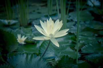 White water lily surrounded by leaves on surface of the pond. Close up of beautiful lotus flower. Flower background. Spa concept.