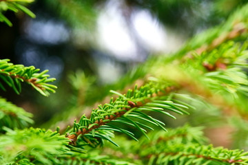 macro photo spruce branch nature color green