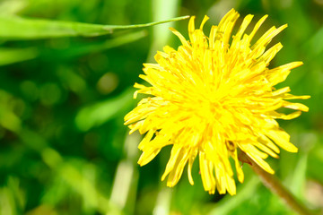 wild yellow dandelion close-up macro color nature