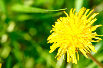 wild yellow dandelion close-up macro color nature