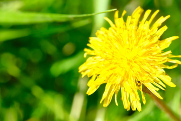 wild yellow dandelion close-up macro color nature