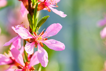 macro photo pink wildflowers close-up color nature