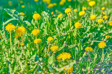 a lot of dandelions on the green grass in the summer color