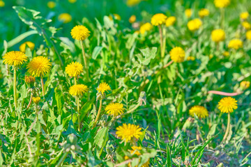 a lot of dandelions on the green grass in the summer color