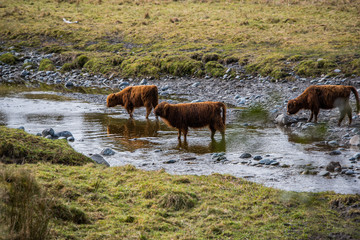 herd of bulls in the field by the river