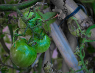 TOMATOES GREEN ORGANIC HUERTA