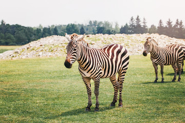 Fototapeta na wymiar A herd of plains zebra standing together in savanna park on summer day. Exotic African black-and-white striped animal walking in prairie. Beauty in nature. Wild species in natural habitat.