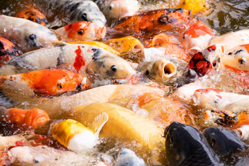 鯉の餌やり　三景園
