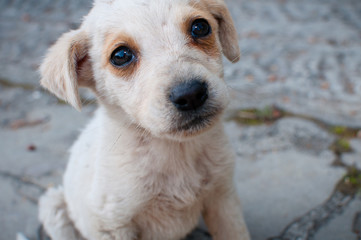 a small stray dog on the street.