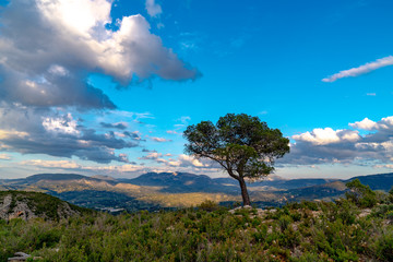 Obraz premium aerial view of sierra mariola with solitary tree in the foreground