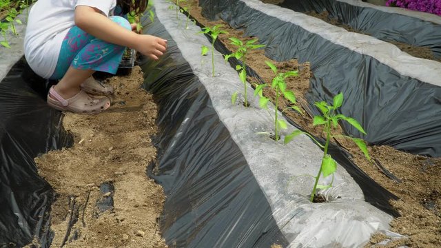 Young child planting red pepper in a hole in the soil