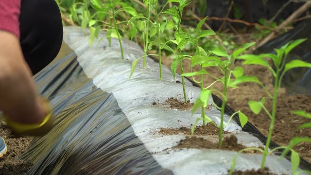 Woman farmer hands planted a young plant of pepper in the ground. Planting pepper seedlings. Making a hole in the ground to plant paprika. South Korea