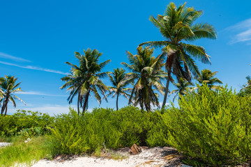 Fototapeta na wymiar Tropical vegetation in Contoy island in the caribbean sea (Quintana Roo, Mexico).