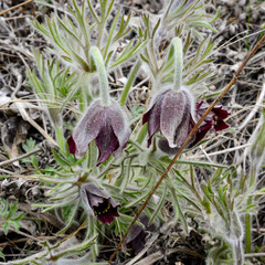 wild mushrooms in the snow