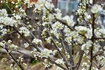 blooming cherry tree