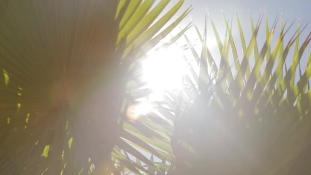 Sun in the Forest of Palm Trees and Fronds 