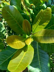 The cashew tree (Anacardium occidentale) with natural background