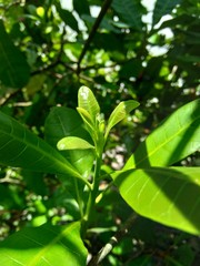 The cashew tree (Anacardium occidentale) with natural background