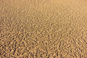 Fototapeta na wymiar A carpet of round pellets on beach from sand bubbler crabs.