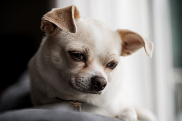White and ivory chihuahua dog detail
