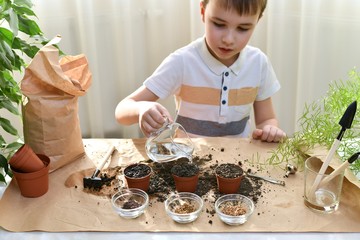 The child is busy planting micro greens pots. The boy starts watering a jet of water planted in the ground seeds.