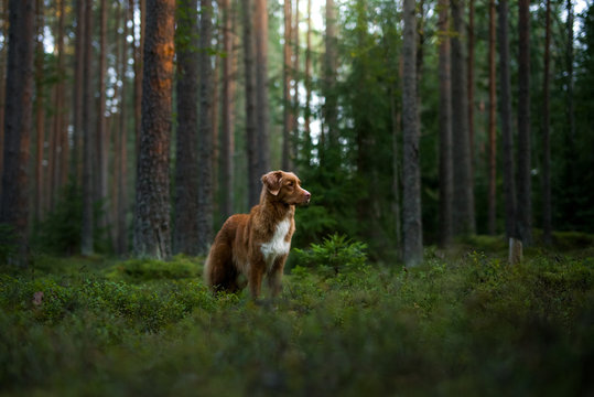 dog in the forest. Nova Scotia Duck Tolling Retriever in nature, among the trees. 