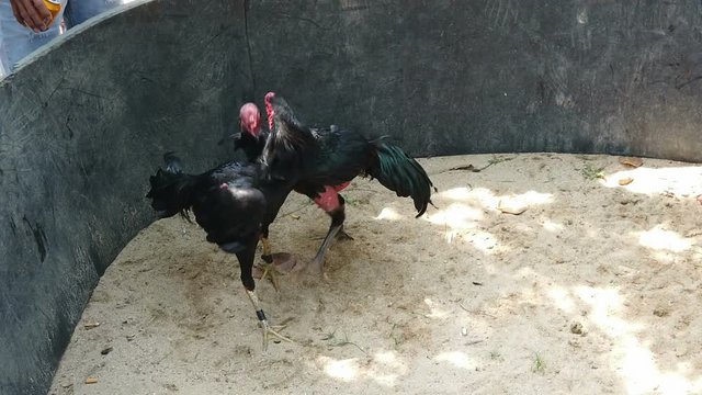 traditional chicken fight in a rural village in central vietnam