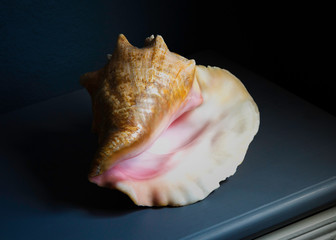 Still Life Photograph of a Conch Shell on a Table