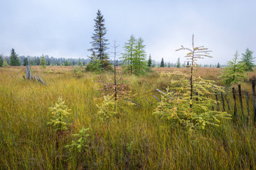 Morning light on eastern larch trees as they take on their autumn color before shedding their needles