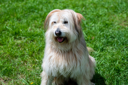 Long-haired beige bsque shepherd dog on a lawn