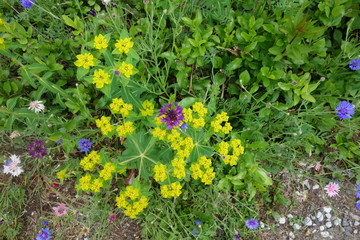 日本のカラフルな春の花