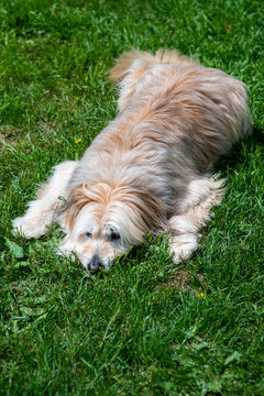 Long-haired beige bsque shepherd dog on a lawn