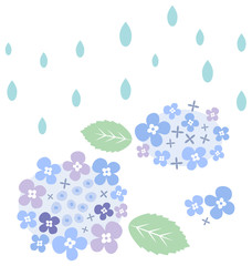 雨に濡れるアジサイの花