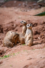 Suricata suricatta stands and observes